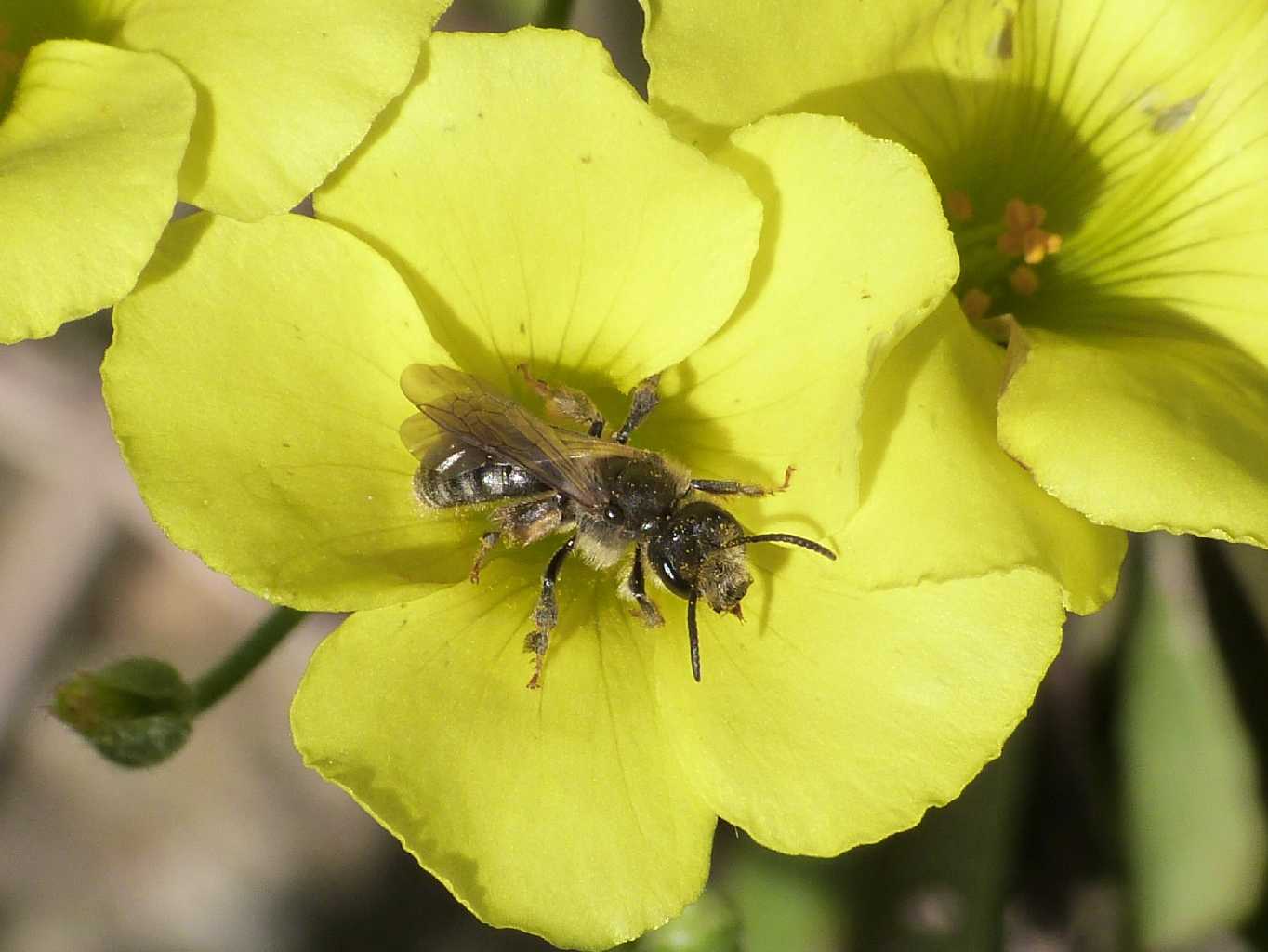 Apina grigia: Apidae Halictinae? S ((Halictus sp. o Lasioglossum sp.))